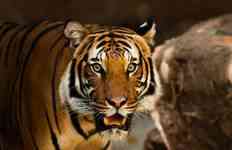 Wildlife Tour India Tour