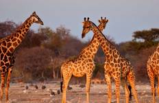 Circuito Todo sobre Namibia - en coche