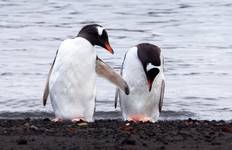 South Shetland Islands and Antarctic Peninsula - Ocean Victory & Ocean Albatros vessels Tour