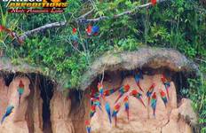 Circuito Colpa de Guacamayos de Tambopata y Lago Sandoval 5 días/4 noches