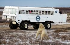Circuit Aventure de l'ours polaire à Churchill