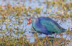 Circuit Circuit de 5 jours dans le Triangle d'Or avec observation des oiseaux - Delhi, Agra, Jaipur, Bharatpur