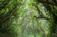 Mystic Forests of Costa Rica Tour