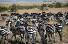 14 Days The Heart Of  Kenya & Tanzania  Safari Tour