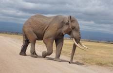 13-Day East Africa Safari – Year-Round Migration & Big Five Adventure Tour