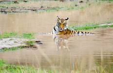 The Jungle Book Wildlife Tour Tour