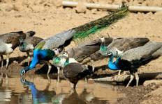 Circuit Incroyable voyage au Rajasthan