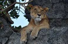 Circuit Safari classique Big Five en Tanzanie **Approche de voyage durable