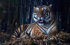 Incredible Wildlife Safari in Bandhavgarh, Kanha & Pench National Parks Tour