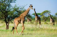 Kenya & Tanzania: The Safari Experience with Nairobi & Zanzibar 17 Days Tour
