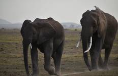 Kenia Lodge Safari - Amboseli Park (3 Tage) Reise