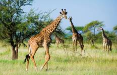 Kenya & Tanzania: The Safari Experience with Nairobi Tour