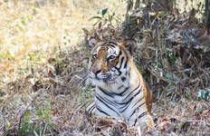 Central India Wildlife Tour Tour