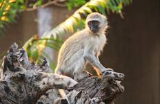 Splendors of South Africa & Victoria Falls with Chobe River Cruise Tour