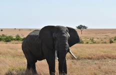 05 Days Kenya Budget Camping 4x4 Jeep Group Safari Tour