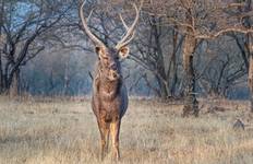 Icons of India: The Taj, Tigers & Beyond with Mumbai & Varanasi Tour