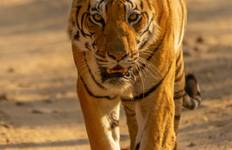 Wildlife  Kanha & Bandhavgarh National Park Safari All inclusive Tour