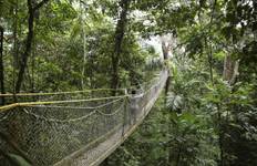 On the Trail of Jaguar, Caiman and Anteater Tour