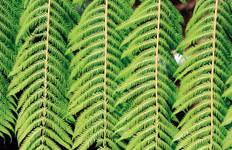 Natural Wonders of New Zealand Tour