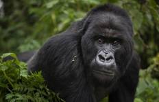 3 Days Gorilla Trekking Tour in Bwindi Forest Uganda – Flying option Tour