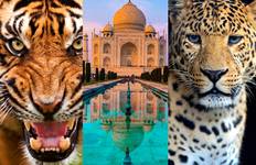 Golden Triangle Tour with Taj, Tigers and Leopards 5 Days Tour