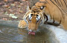 Circuit Safari animalier à Pen Pen et Kanha - formule tout compris