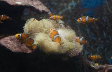 Island Hopping in Thailand In 9 Days Tour