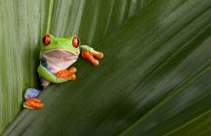 Circuito Costa Rica: Un Mundo de Naturaleza con el Parque Nacional de Tortuguero, el Volcán Arenal y el Parque Nacional de Manuel Antonio (2027)