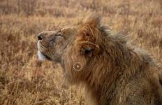 Circuit Simba Classic Adventure Safari **Approche durable du voyage