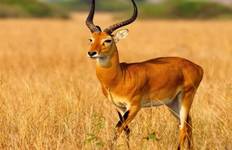 Rondreis Dagtocht naar Mkomazi Nationaal Park