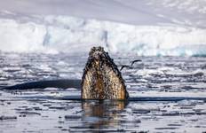 Best of Antarctica: Whale Discovery Tour