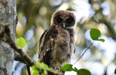 Circuito Senderos Chirriantes de Sri Lanka