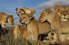 Circuit 8 jours Tarangire, Serengeti, Ngorongoro, lac Manyara, chutes d'eau de Materuni et circuit du café - 8 jours (hébergement et transport inclus).