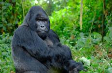 Circuit Uganda et; Gorilla Trek Express - avec hébergement - 6 jours
