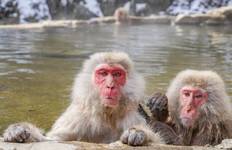 Japan Winter Tour with Monkey Onsen (Bespoke Private) Tour