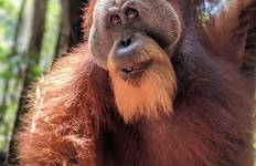 Rondreis Groepsreis door Noord-Sumatra - 8 dagen