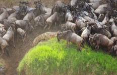 The best 10 Days African Wildlife Safari with Reasonable Price. Tour