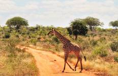 1-Day Tsavo East National Park Safari from Diani Tour