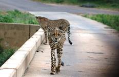3-Day Ultimate Kruger National Park Big 5 Safari Tour