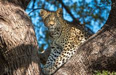 MOREMI LEOPARD SAFARI 5 DAYS Tour