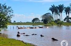 4-Day Ultimate Colombian Llanos Safari Experience
