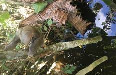 4 Days in the Heart of the Jungle