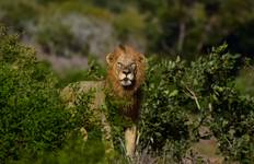 Circuit Safari BIG 5 à Kruger - 3 jours au départ de Johannesburg