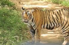 Golden Triangle with Tigers Tour