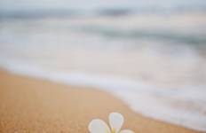 7 Day Hawaii Experience (Bilingual: Chinese, English) Tour