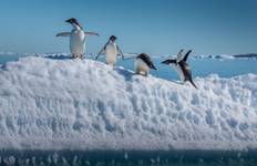 Antarctique, Géorgie du Sud et îles Falkland 2026|2025|2027|2028 circuit