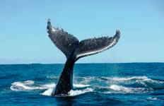 Circuit Le meilleur de Madère