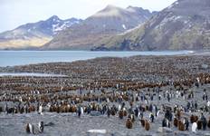Paradis animalier des Malouines et de la Géorgie du Sud circuit