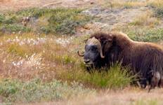 Iceland to Greenland & the Glaciers of Disko Bay 2026 Tour