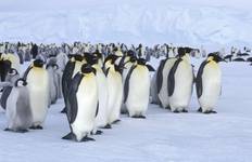 KAISERPINGUINE AUF SNOW HILL ISLAND -WEDDELLMEER Rundreise